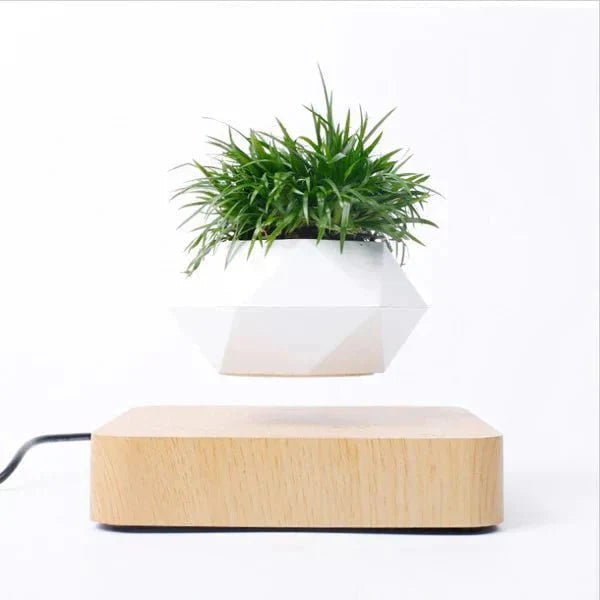 Anti-gravity plants - Astonish your space - Nature reinvented
