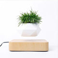 Anti-gravity plants - Astonish your space - Nature reinvented