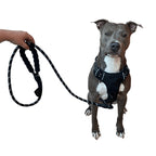 3-in-1 Pet Walking Kit