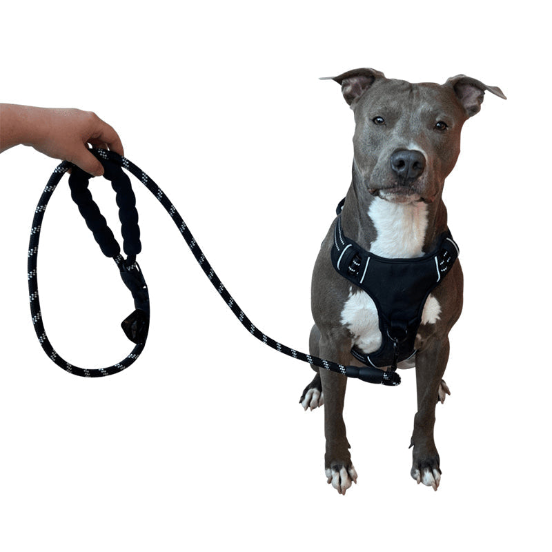 3-in-1 Pet Walking Kit