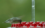 Ant Proof Hummingbird Feeder | 30 Feeding Ports, UV Resistant & Ideal for Outdoor Bird Watching