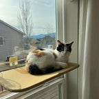 Foldable Cat Hammock Suction Cup Cat Hammock