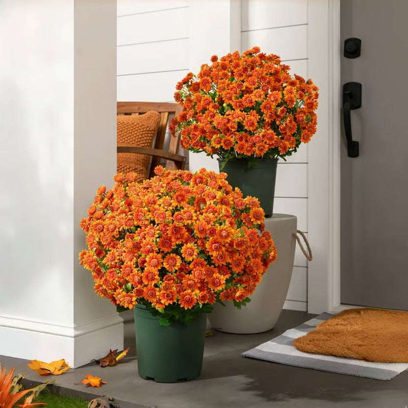 AutumnBlaze — Your worry-free garden hit with colors that enchant every autumn!