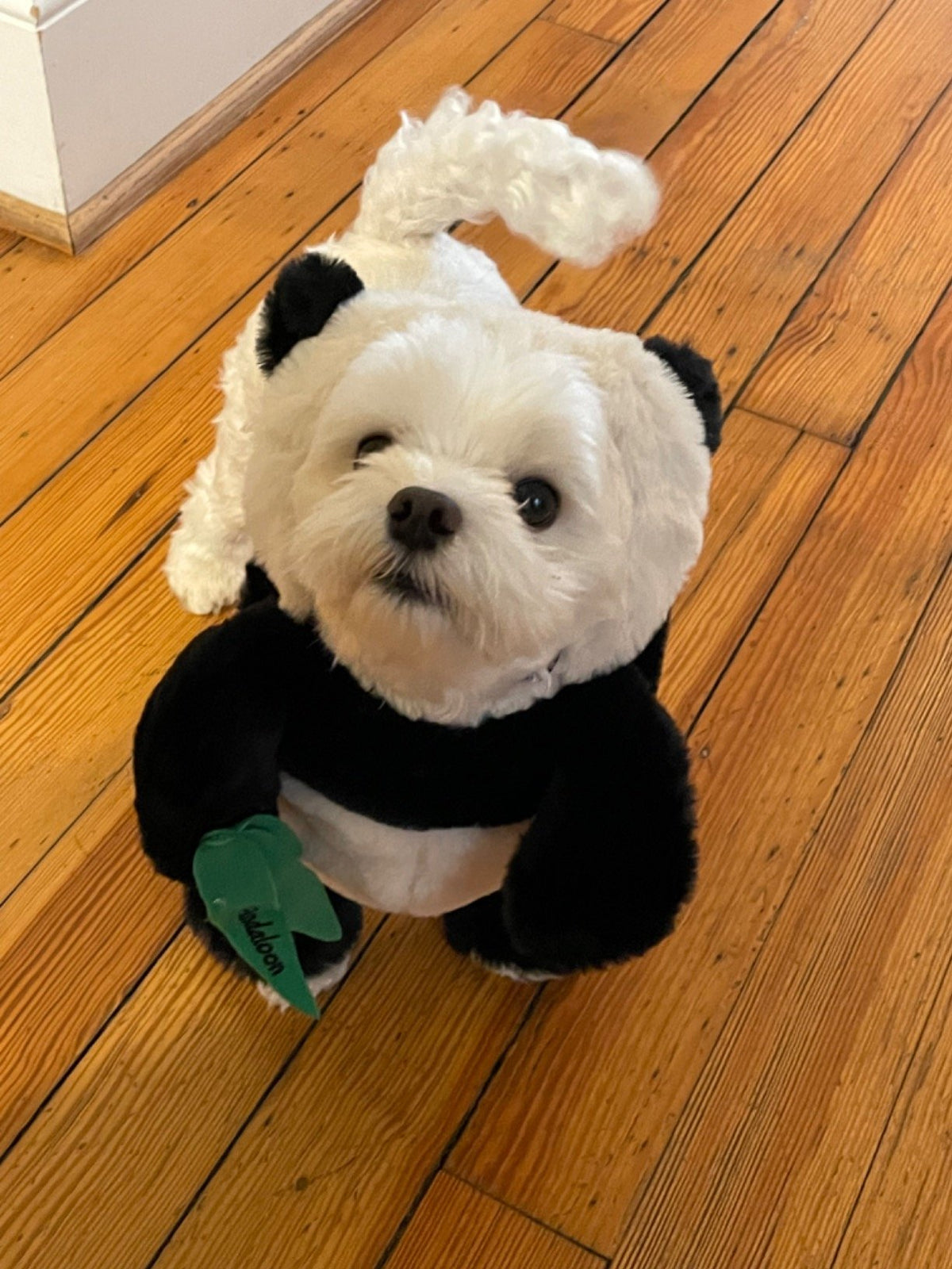 Pandaloon Dog and Pet Costume Set