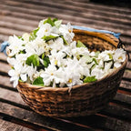 100 jasmine seeds for fragrant, evergreen climbing plants