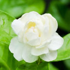 100 jasmine seeds for fragrant, evergreen climbing plants