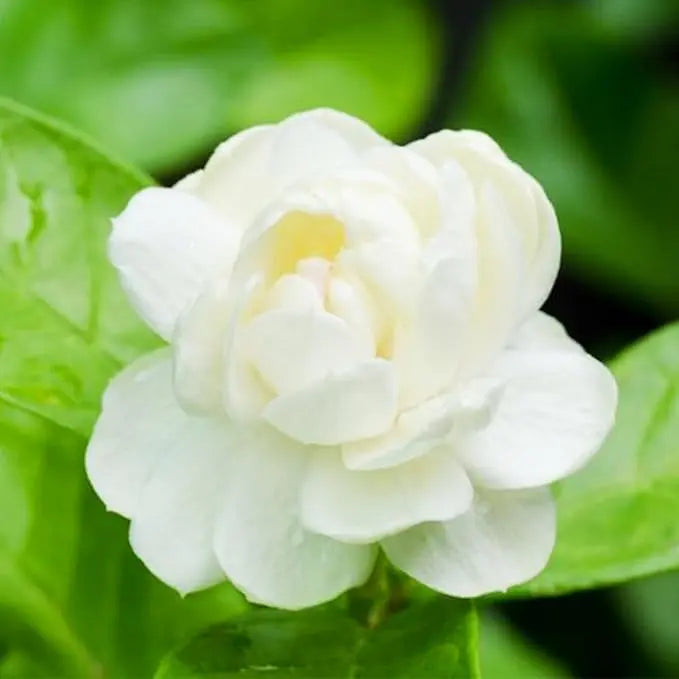 100 jasmine seeds for fragrant, evergreen climbing plants