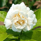 100 jasmine seeds for fragrant, evergreen climbing plants