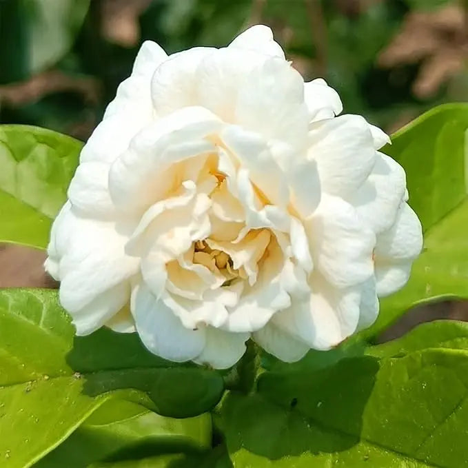 100 jasmine seeds for fragrant, evergreen climbing plants