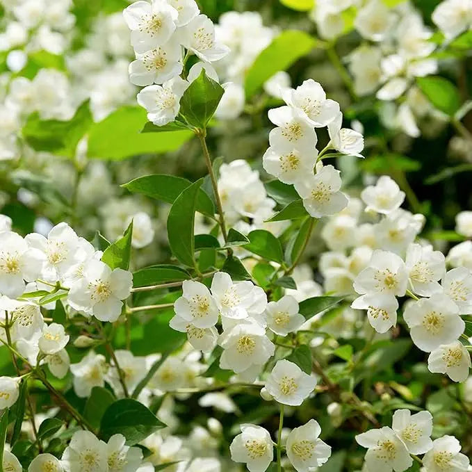 100 jasmine seeds for fragrant, evergreen climbing plants