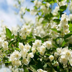 100 jasmine seeds for fragrant, evergreen climbing plants