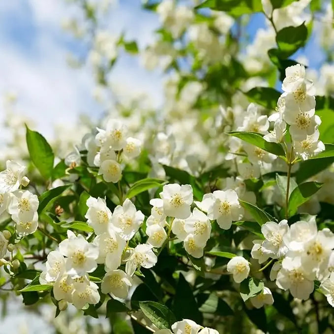 100 jasmine seeds for fragrant, evergreen climbing plants