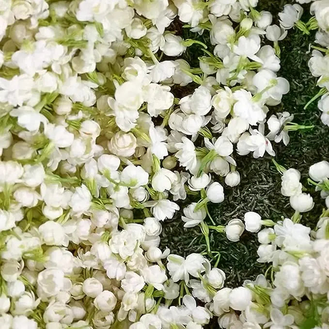 100 jasmine seeds for fragrant, evergreen climbing plants