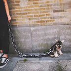 Funny Large Dog Collar