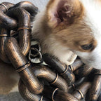 Funny Large Dog Collar