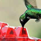 Ant-Proof Hummingbird Feeder with 30 Bee-Resistant Ports