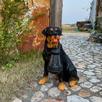 Playful Paws Solar Lamp