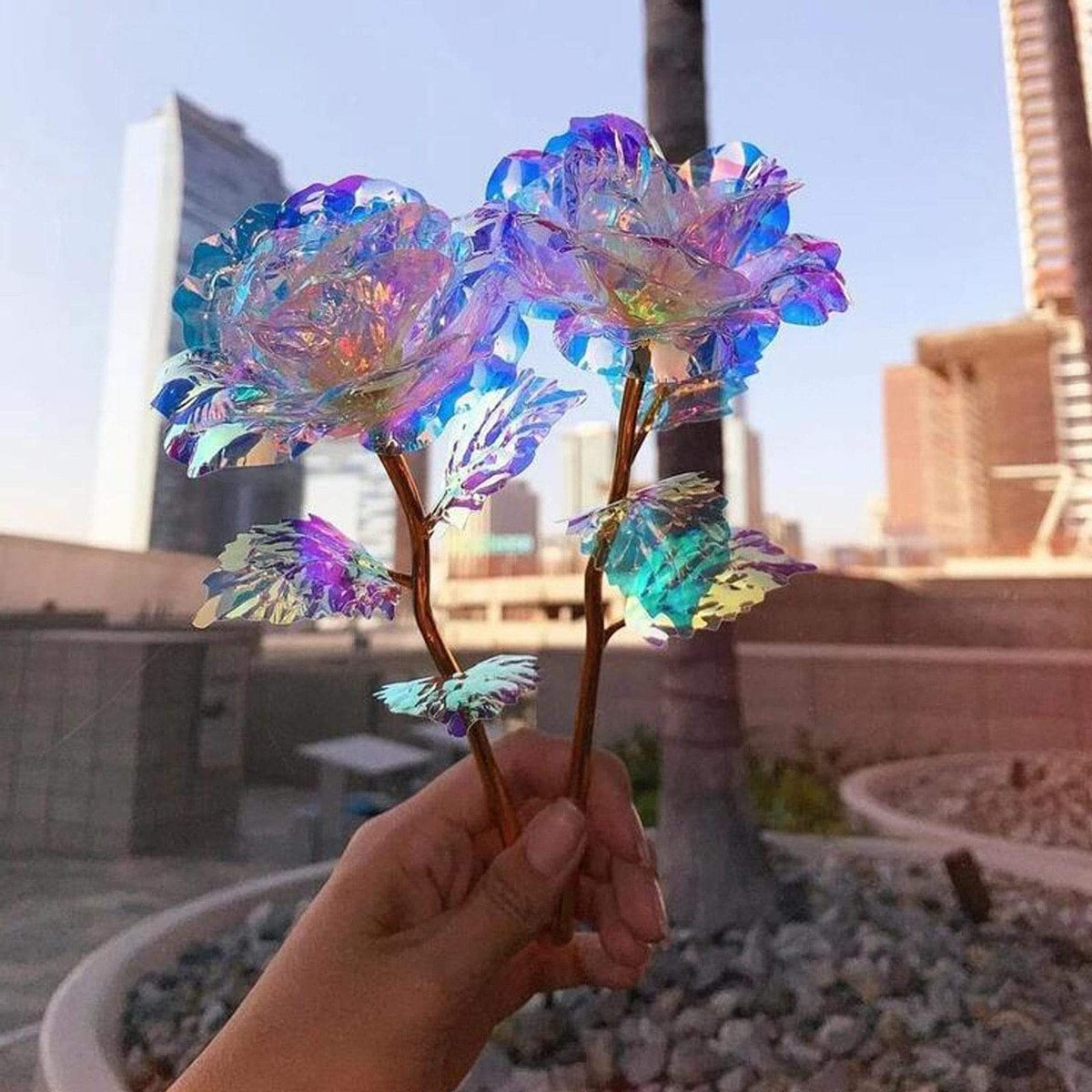 10 pieces Galaxy roses