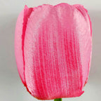 Solar Tulip Lawn Light Outdoor Garden LED Tulip Flower Light Ground Stake Landscape Light