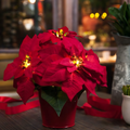 Red Poinsettia - Illuminate Your Holidays with Elegance