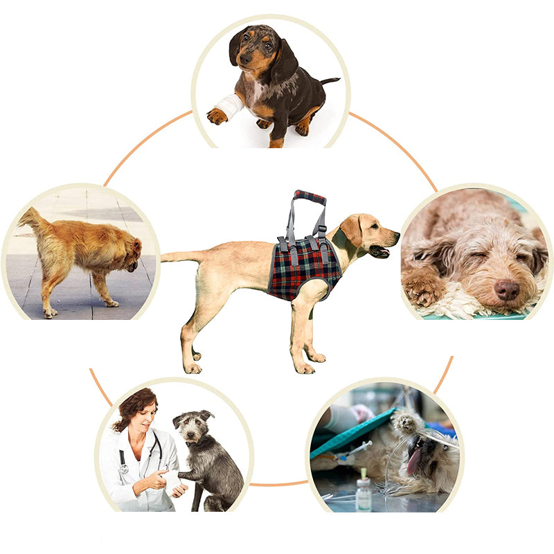 Orthopedic Strap for Hind Legs