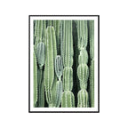 Cactus Signs Soft Color Canvas Wall Art Print Texture, Multiple Size Options