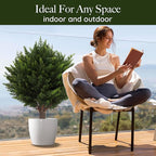 VivaCedar — Bring permanent vibrant freshness and style into your space – completely hassle-free!