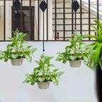 2+2 | Simple plant hanging set