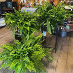 Life-like UV-resistant artificial Boston fern