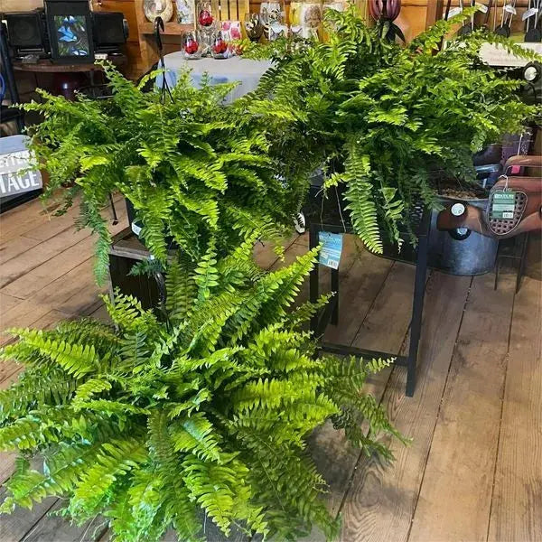 Life-like UV-resistant artificial Boston fern