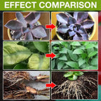 Plant Growth Enhancer – Organic Root Activator