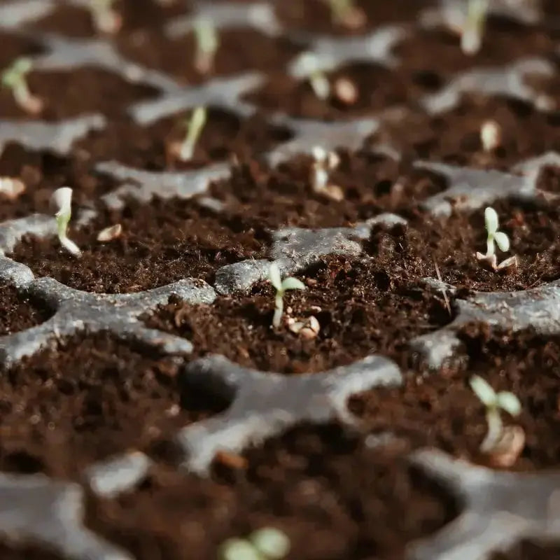 Premium Organic Coconut Soil Brick – Promote Natural Plant Growth