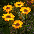 Solar-powered sunflower light for the garden