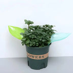 SprayLeaf Sustainable Plant Care
