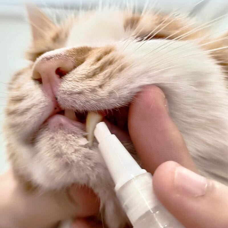 New Improved Pet Toothbrush Pen
