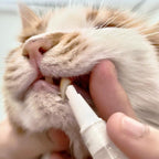New Improved Pet Toothbrush Pen
