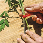 Plastic Refinement Clips for Garden Plants – Ideal for Vegetables and Plant Care