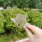 Love Shape Cucumber Growth Form