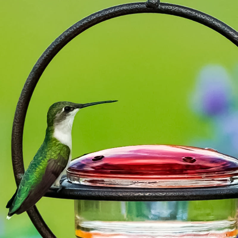 Simple Hummingbird Water Dispenser Made of Metal