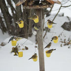 Ferris Wheel Birdhouse