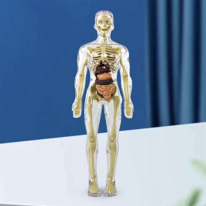 3D human body torso model for children anatomy model skeleton