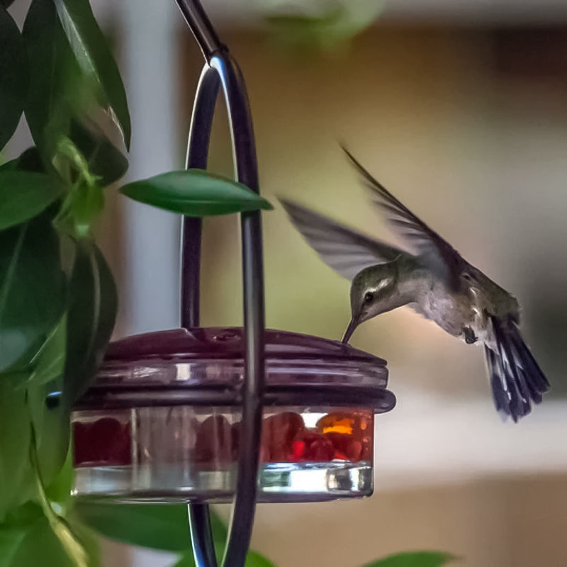 Simple Hummingbird Water Dispenser Made of Metal