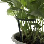 Climbing support for plants – Robust holder with cage design for growth and stability