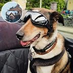 Outdoor Protection Glasses for Dogs