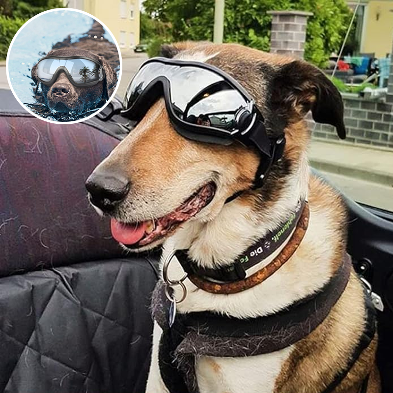 Outdoor Protection Glasses for Dogs