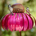 Bird Feeding Station D'éChinacéE