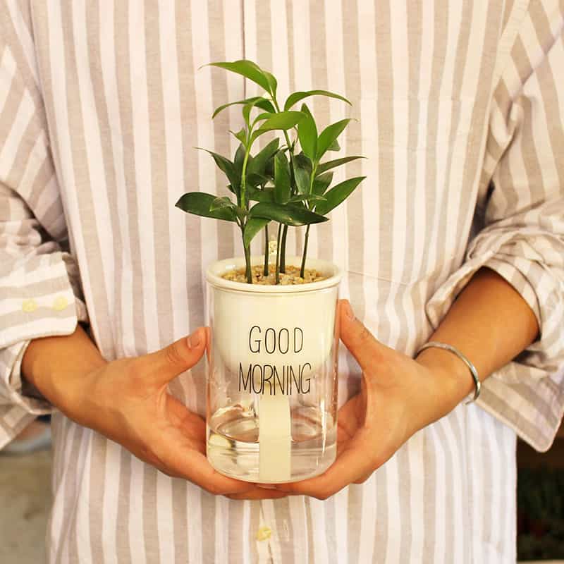 Self-watering Hydro-Flower Pot