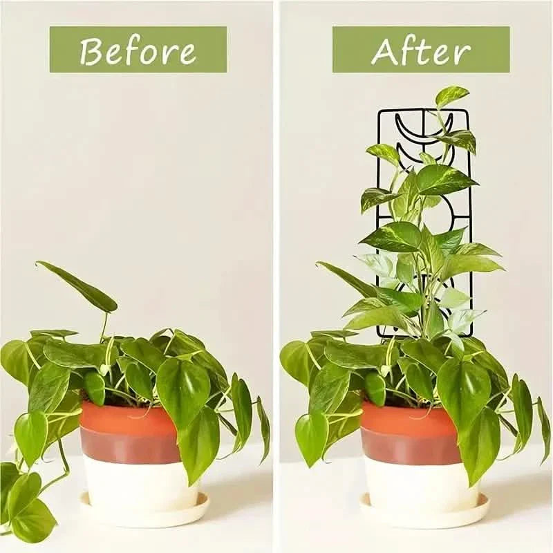 2-Pack: Metal Plant Frame for Climbing Plants Indoor