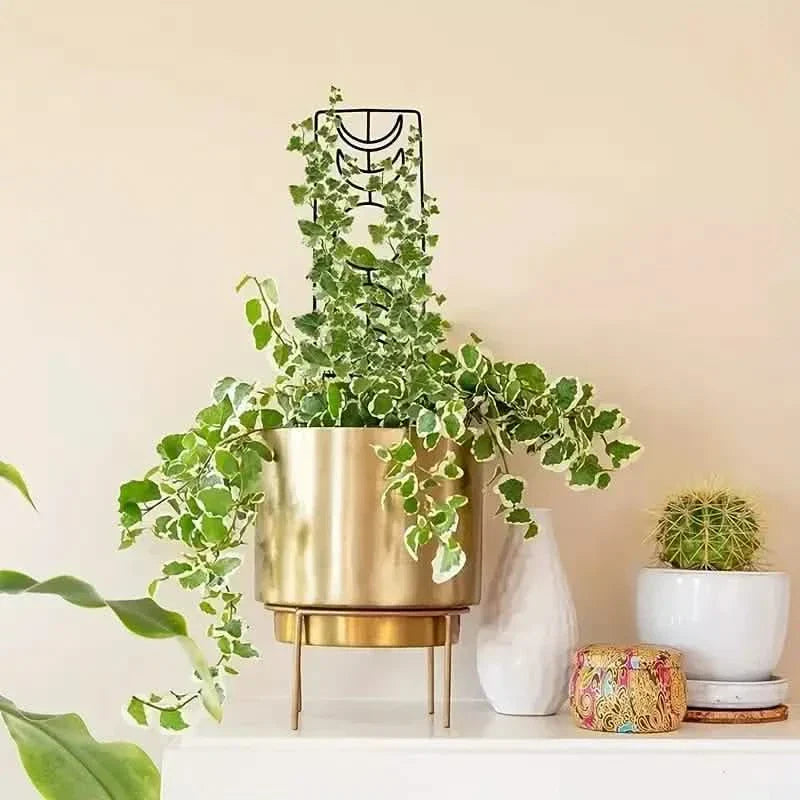 2-Pack: Metal Plant Frame for Climbing Plants Indoor