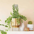 2-Pack: Metal Plant Frame for Climbing Plants Indoor